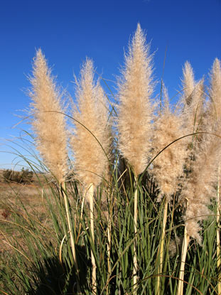 APII jpeg image of Cortaderia selloana  © contact APII