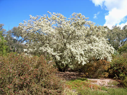 APII jpeg image of Leptospermum polygalifolium subsp. montanum  © contact APII