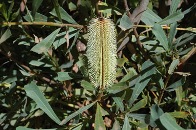APII jpeg image of Banksia oreophila  © contact APII