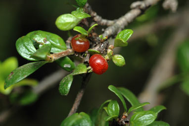 APII jpeg image of Coprosma quadrifida  © contact APII