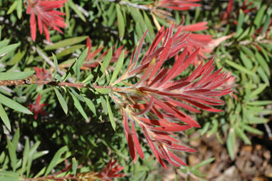 APII jpeg image of Callistemon montanus  © contact APII