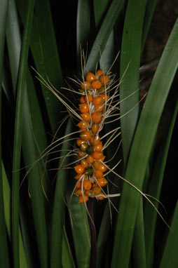 APII jpeg image of Lomandra spicata  © contact APII