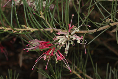 APII jpeg image of Hakea verrucosa  © contact APII