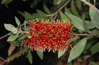 APII jpeg image of Callistemon polandii  © contact APII