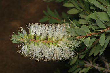 APII jpeg image of Callistemon citrinius 'White Anzac'  © contact APII