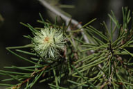 Melaleuca nodosa