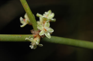 APII jpeg image of Muehlenbeckia florulenta  © contact APII