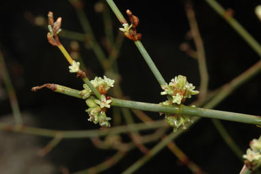 APII jpeg image of Muehlenbeckia florulenta  © contact APII