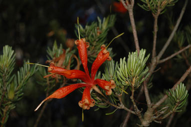 APII jpeg image of Lambertia ericifolia  © contact APII