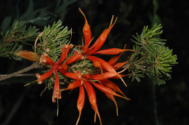 APII jpeg image of Lambertia ericifolia  © contact APII