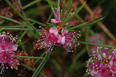 APII jpeg image of Hypocalymma angustifolium subsp. angustifolium  © contact APII