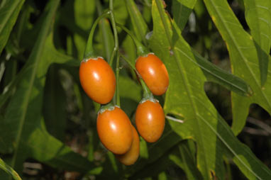 APII jpeg image of Solanum aviculare  © contact APII