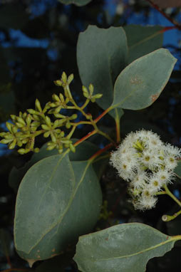 APII jpeg image of Eucalyptus behriana  © contact APII