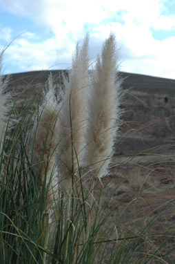 APII jpeg image of Cortaderia selloana  © contact APII