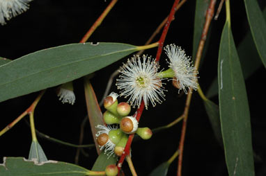 APII jpeg image of Eucalyptus gregsoniana  © contact APII