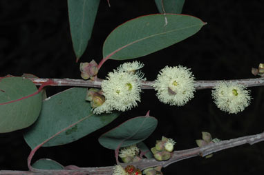 APII jpeg image of Eucalyptus boliviana  © contact APII