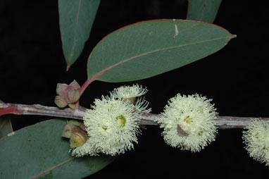 APII jpeg image of Eucalyptus boliviana  © contact APII