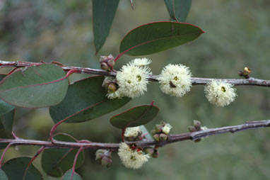 APII jpeg image of Eucalyptus boliviana  © contact APII