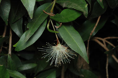 APII jpeg image of Syzygium paniculatum 'Lillyput'  © contact APII