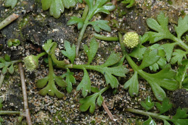 APII jpeg image of Leptinella longipes  © contact APII