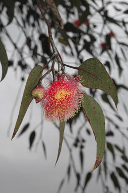 APII jpeg image of Eucalyptus caesia  © contact APII
