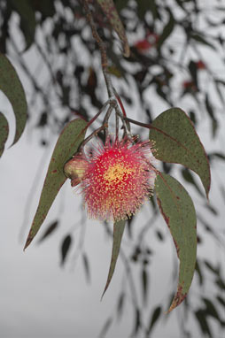 APII jpeg image of Eucalyptus caesia  © contact APII