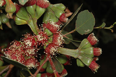 APII jpeg image of Eucalyptus utilis  © contact APII