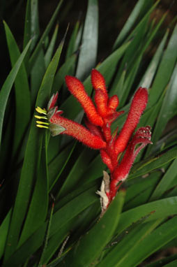 APII jpeg image of Anigozanthos 'Bush Inferno'  © contact APII