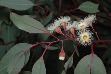 APII jpeg image of Eucalyptus michaeliana  © contact APII