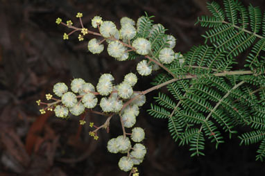 APII jpeg image of Acacia jonesii  © contact APII