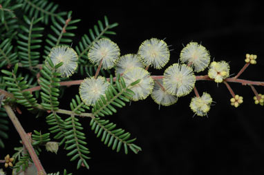 APII jpeg image of Acacia jonesii  © contact APII