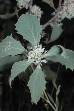 APII jpeg image of Hakea cristata  © contact APII