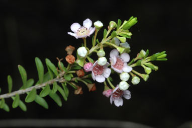 APII jpeg image of Thryptomene saxicola  © contact APII