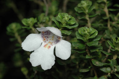 APII jpeg image of Prostanthera cuneata  © contact APII