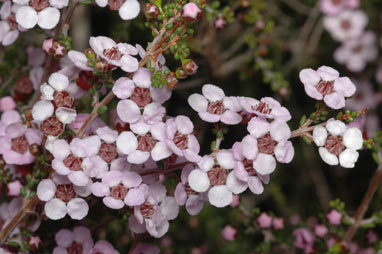 APII jpeg image of Baeckea crassifolia  © contact APII