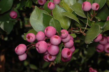 APII jpeg image of Syzygium smithii  © contact APII
