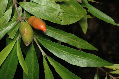 APII jpeg image of Atractocarpus chartaceus  © contact APII