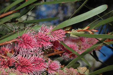 APII jpeg image of Hakea 'Winter Burgundy'  © contact APII