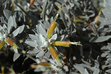 APII jpeg image of Eremophila 'Kalbarri Carpet'  © contact APII