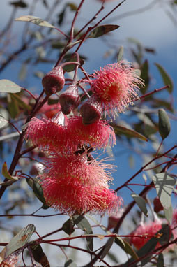 APII jpeg image of Eucalyptus caesia  © contact APII