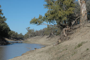 APII jpeg image of Eucalyptus camaldulensis  © contact APII