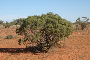 APII jpeg image of Eremophila duttonii  © contact APII