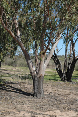 APII jpeg image of Eucalyptus thozetiana  © contact APII