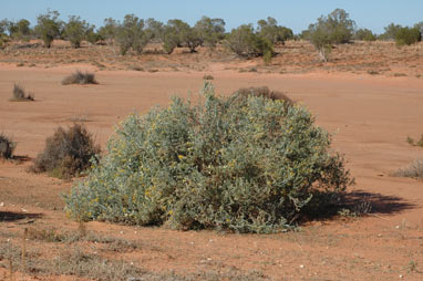 APII jpeg image of Senecio lanibracteus  © contact APII