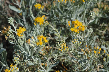 APII jpeg image of Senecio lanibracteus  © contact APII