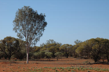 APII jpeg image of Flindersia maculosa  © contact APII