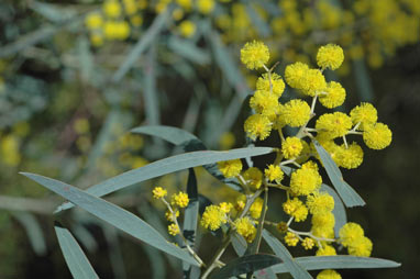 APII jpeg image of Acacia caesiella  © contact APII