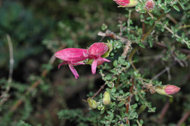 APII jpeg image of Prostanthera serpyllifolia subsp. microphylla  © contact APII