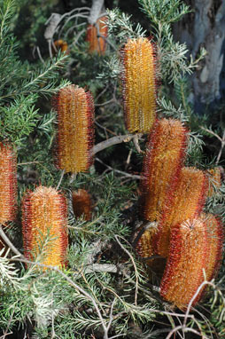 APII jpeg image of Banksia ericifolia x spinulosa  © contact APII