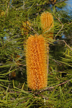 APII jpeg image of Banksia spinulosa var. collina  © contact APII